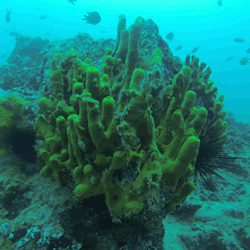 Lanzarote Dive Sites: the Blue Hole at Playa Chica