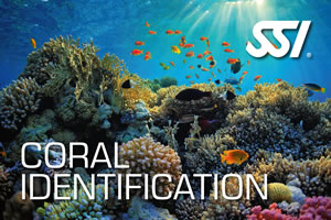 SSI Coral Identification Course