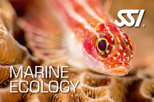 SSI Marine Ecology Course at Lanzarote Dive Centre
