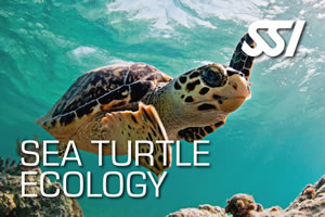 SSI Sea Turtle Ecology Course